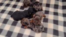 Yorkshire terrier nestje 