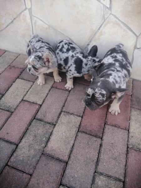 Franse bulldog nestje 