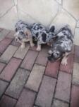 Franse bulldog nestje 