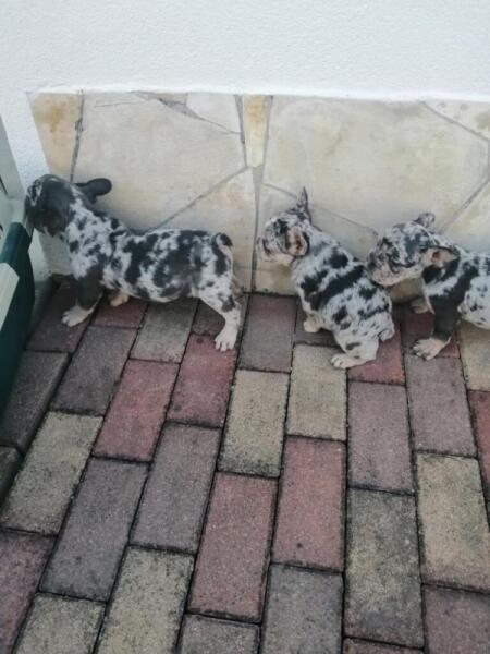 Franse bulldog nestje 