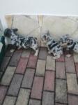 Franse bulldog nestje 
