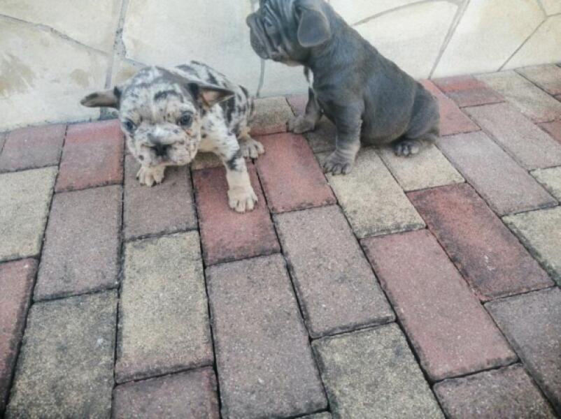Franse bulldog nestje 