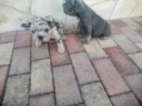 Franse bulldog nestje 
