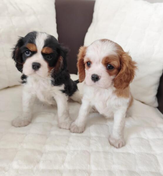 Cavalier King Charles spaniel nestje 