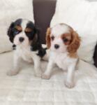 Cavalier King Charles spaniel nestje 