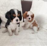 Cavalier King Charles spaniel nestje 