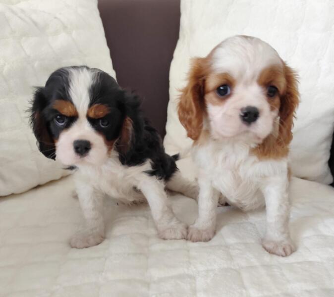 Cavalier King Charles spaniel nestje 