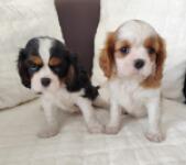 Cavalier King Charles spaniel nestje 