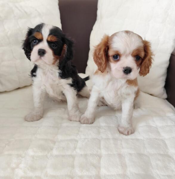 Cavalier King Charles spaniel nestje 