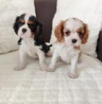 Cavalier King Charles spaniel nestje 