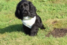 Epagneul Cocker Anglais (reu) 29699