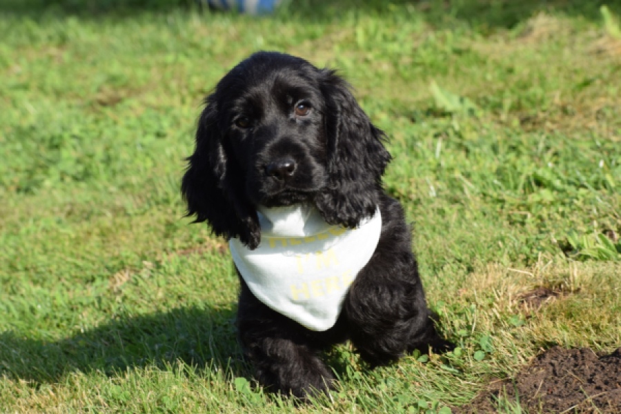 Epagneul Cocker Anglais (reu) 29699