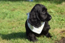 Epagneul Cocker Anglais (reu) 29699