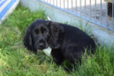 Epagneul Cocker Anglais (reu) 29699