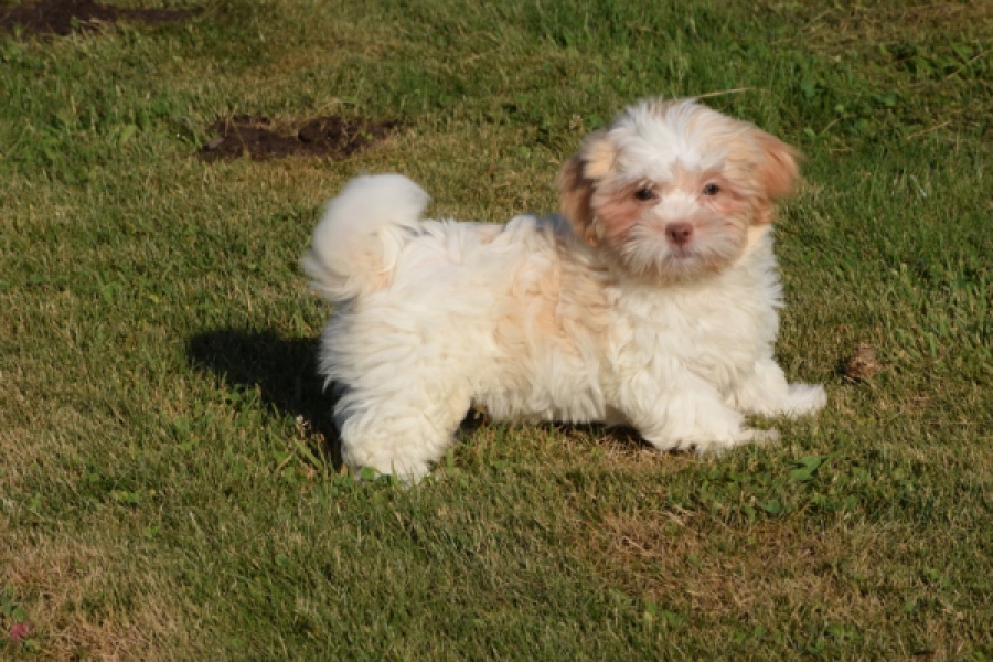 Bichon Havanais (reu) 51527