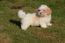 Bichon Havanais (reu) 51527