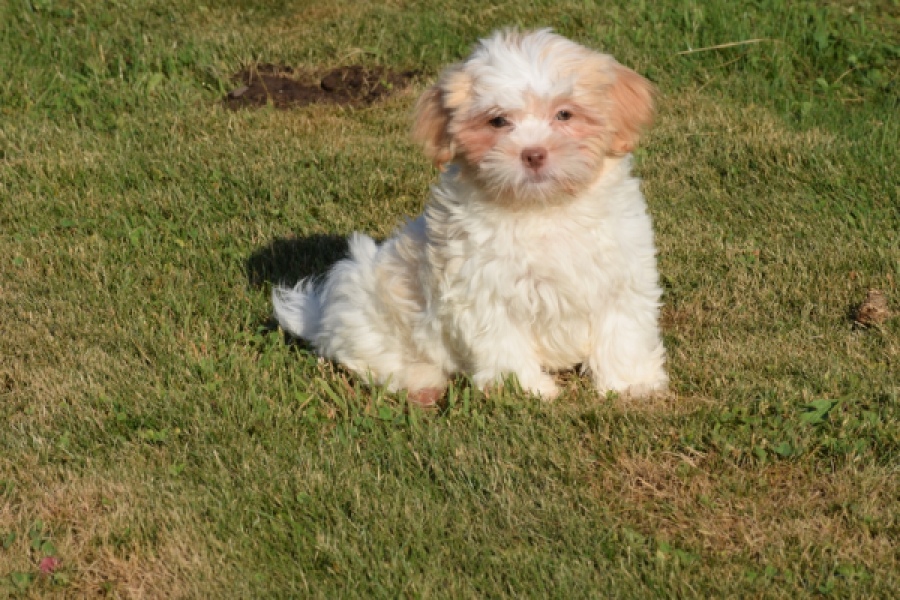 Bichon Havanais (reu) 51527