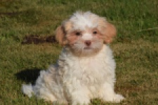 Bichon Havanais (reu) 51527