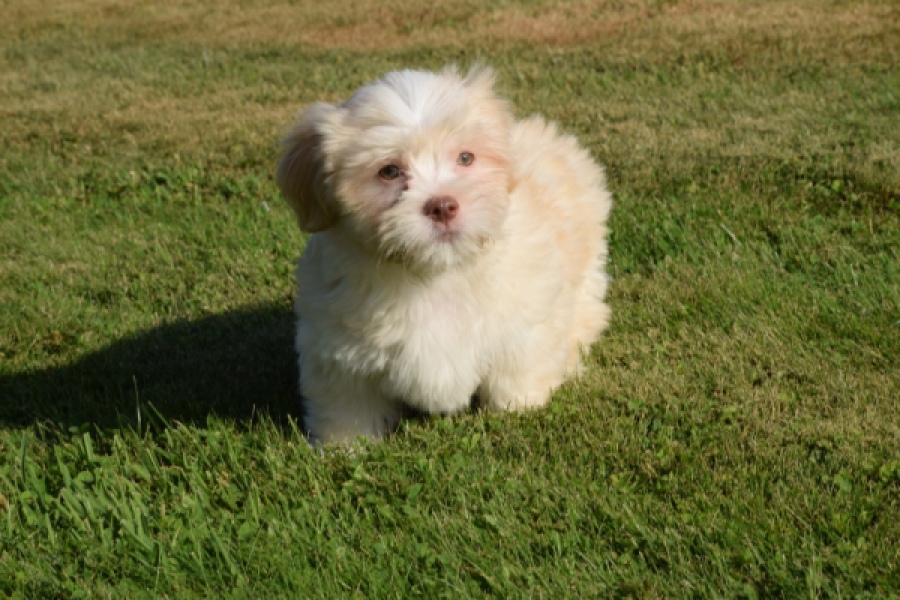 Bichon Havanais (reu) 51627