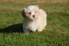 Bichon Havanais (reu) 51627