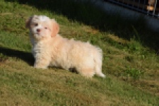 Bichon Havanais (reu) 51627