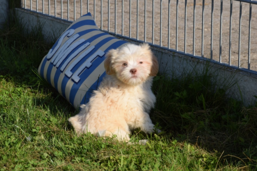 Bichon Havanais (reu) 51627