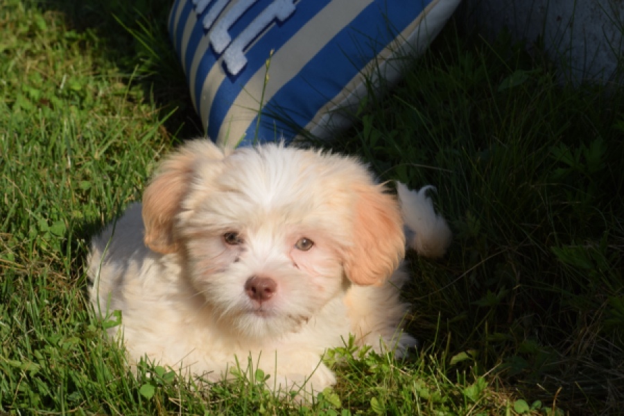 Bichon Havanais (reu) 51627