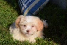 Bichon Havanais (reu) 51627