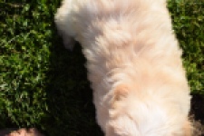 Bichon Havanais (reu) 51627