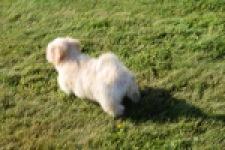 Bichon Havanais (reu) 51627
