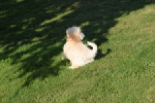 Bichon Havanais (reu) 51627