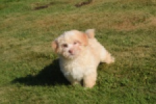 Bichon Havanais (reu) 51611