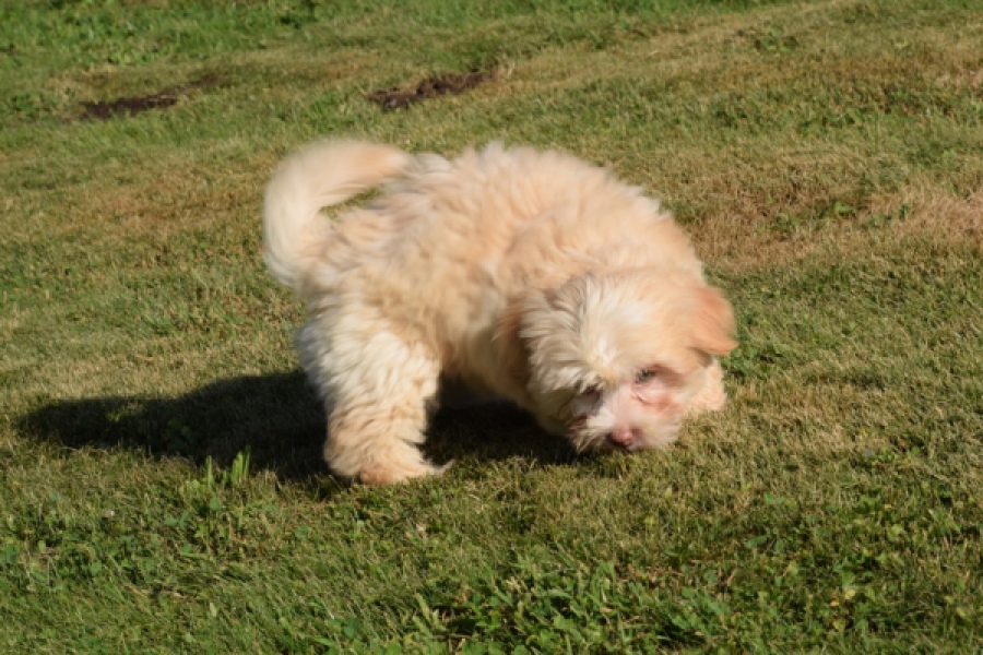 Bichon Havanais (reu) 51611