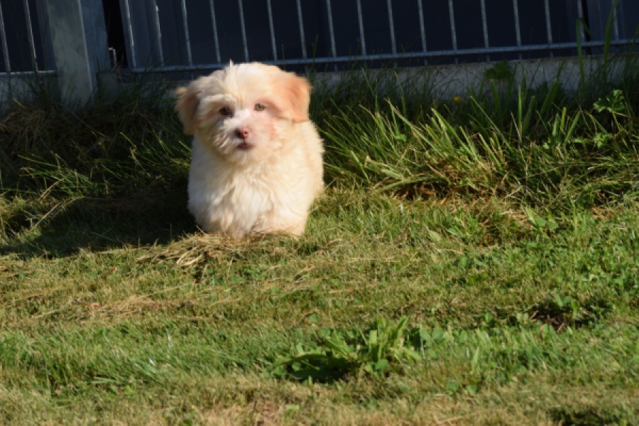 Bichon Havanais (reu) 51611