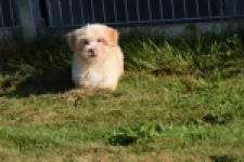 Bichon Havanais (reu) 51611