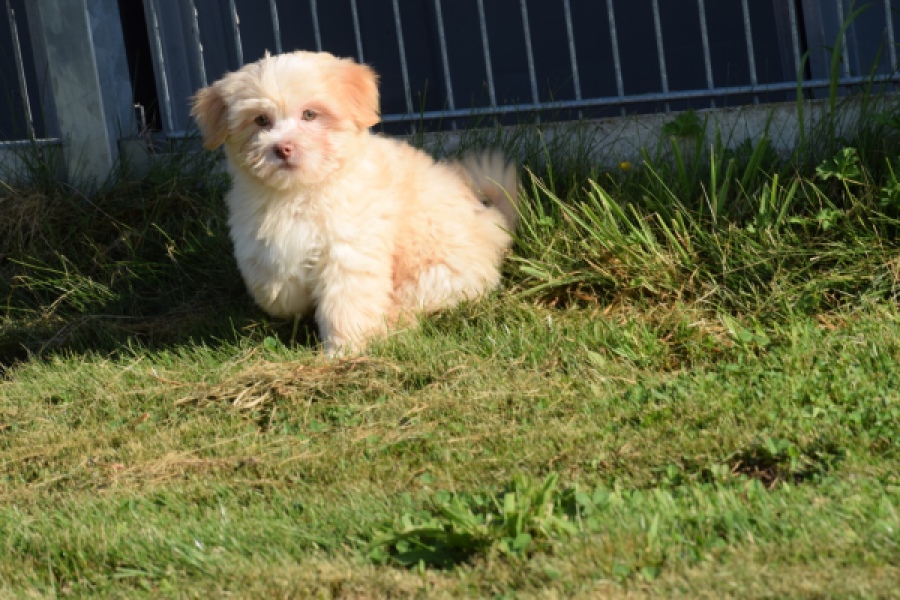 Bichon Havanais (reu) 51611