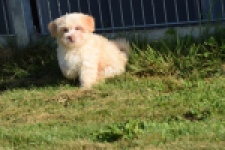 Bichon Havanais (reu) 51611