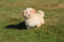 Bichon Havanais (reu) 51631