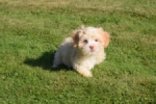 Bichon Havanais (reu) 51631