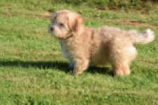 Bichon Havanais (reu) 51685