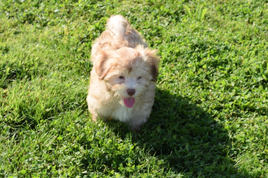 Bichon Havanais (reu) 51685