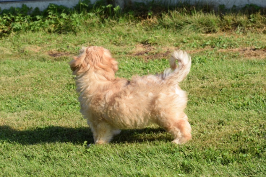 Bichon Havanais (reu) 51685