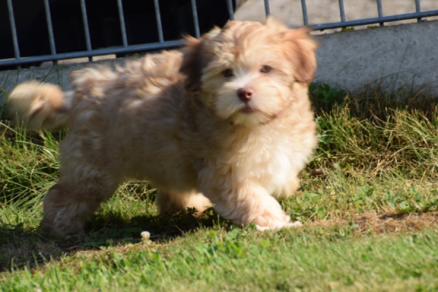 Bichon Havanais (reu) 51685