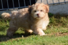 Bichon Havanais (reu) 51685