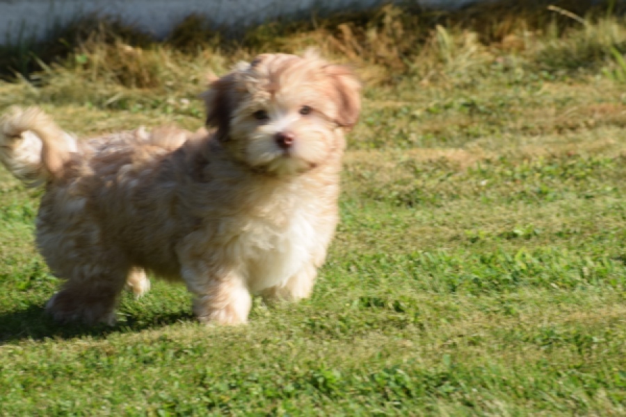 Bichon Havanais (reu) 51685