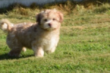 Bichon Havanais (reu) 51685