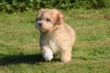 Bichon Havanais (reu) 51685