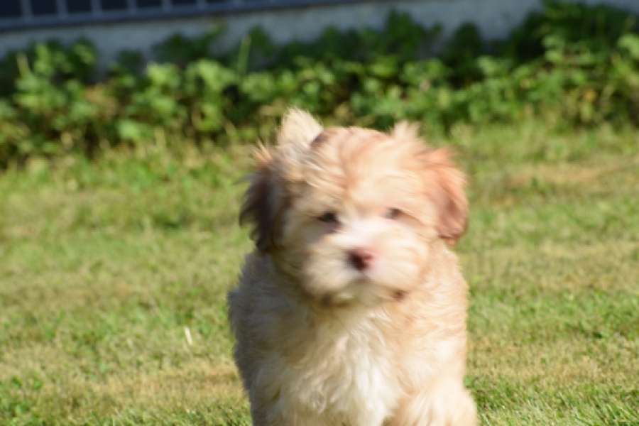 Bichon Havanais (reu) 51685