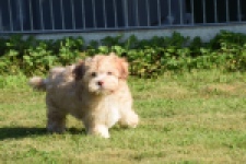 Bichon Havanais (reu) 51685