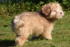 Bichon Havanais (reu) 51685
